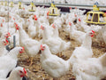 Chickens