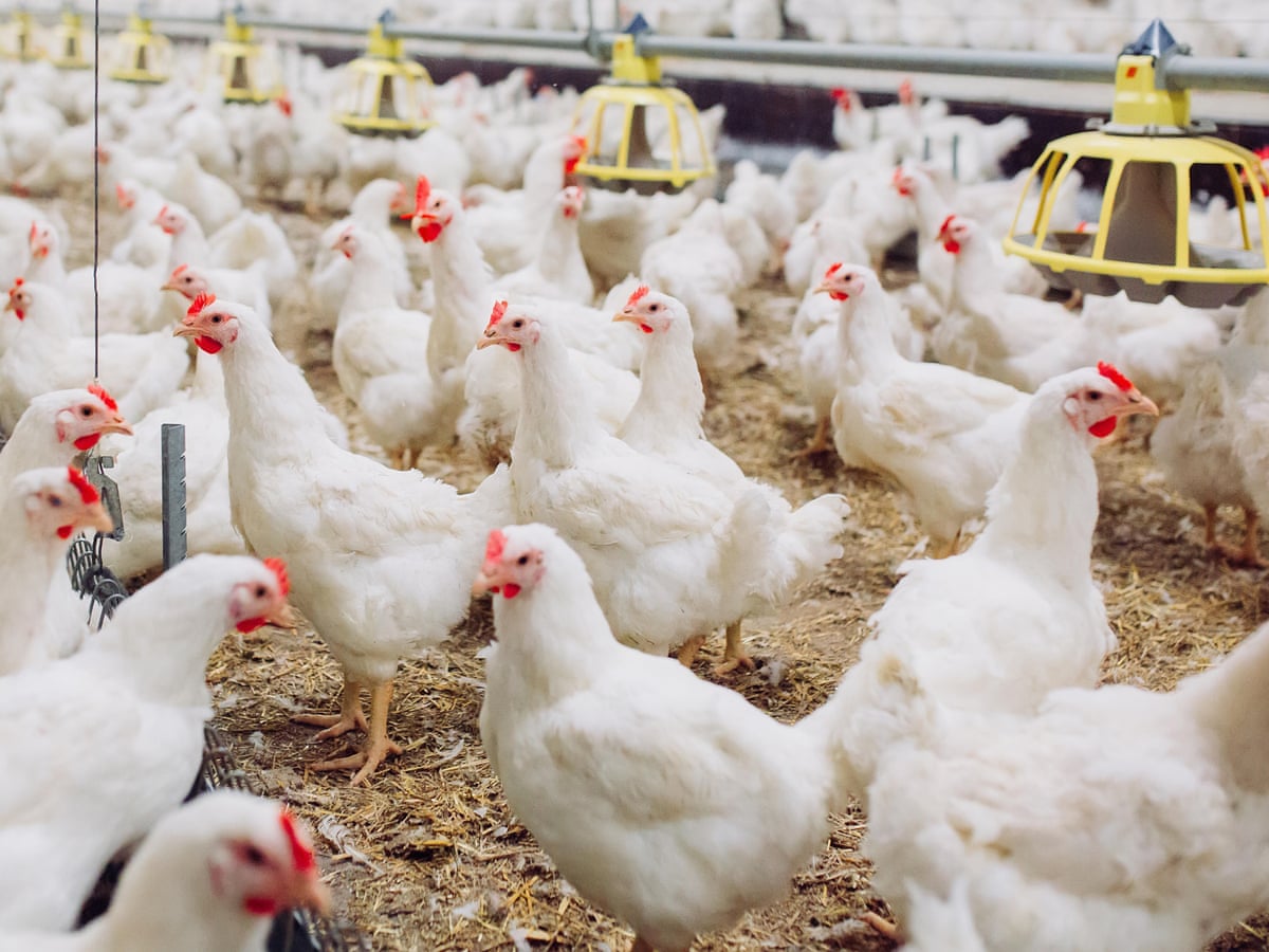 Chickens