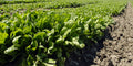 Fresh Spinach