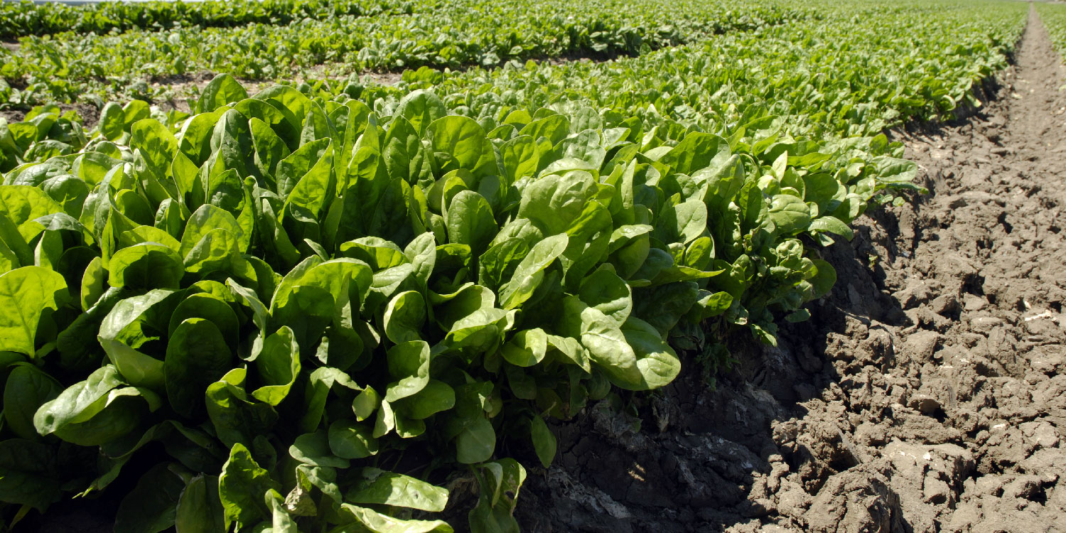 Fresh Spinach